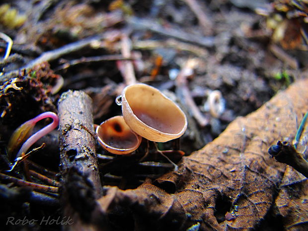 jahňadka Ciboria sp.