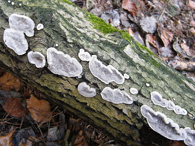 pórovka mäkká Datronia mollis (Sommerf.) Donk