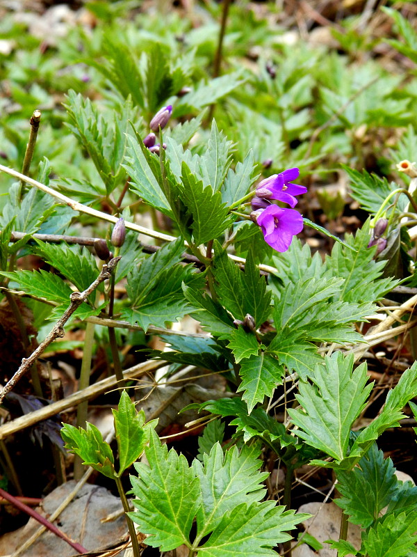 zubačka žliazkatá Dentaria glandulosa Waldst. et Kit. ex Willd.