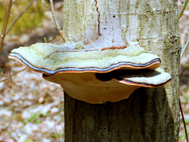 práchnovček pásikavý Fomitopsis pinicola (Sw.) P. Karst.