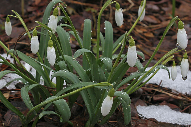 snežienka jarná Galanthus nivalis L.