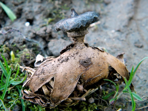 hviezdovka golierikovitá Geastrum striatum DC.