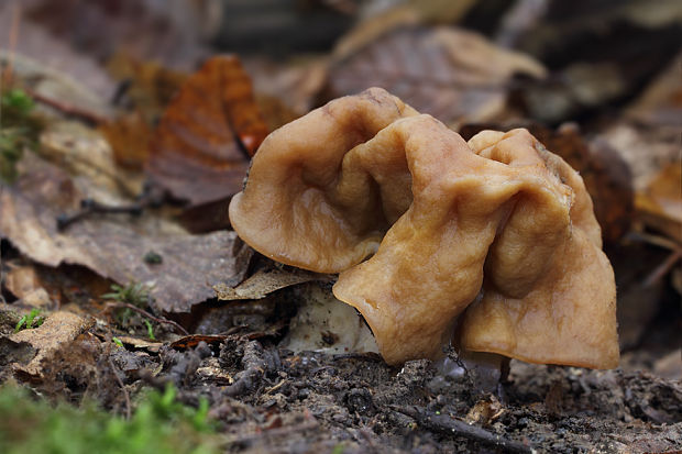 ušiak obrovský Gyromitra gigas (Krombh.) Cooke