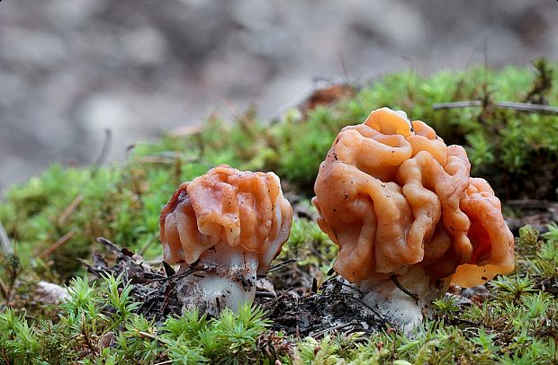 ušiak obrovský Gyromitra gigas (Krombh.) Cooke