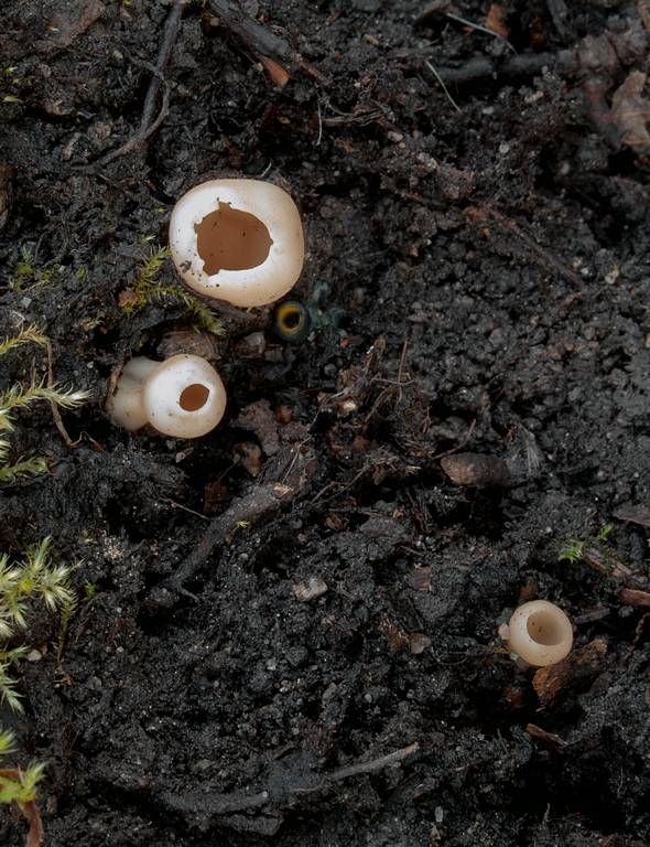 chriapač sosnový a pohárovka Helvella leucomelaena (Pers.) Nannf.