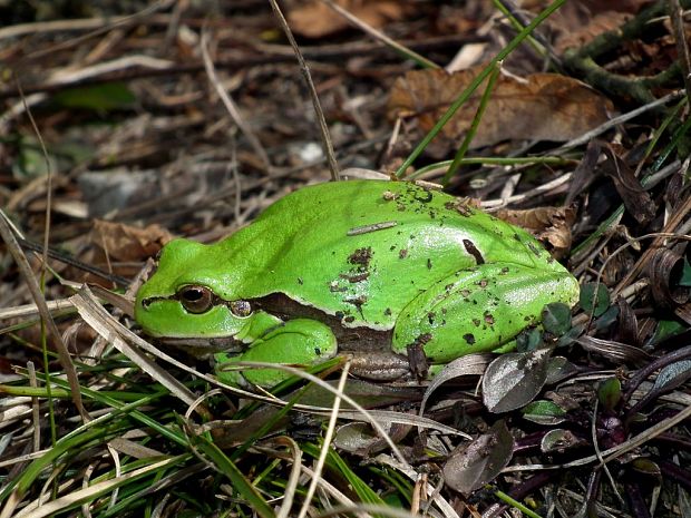 rosnička zelená  Hyla arborea