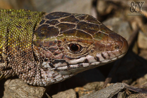 jašterica zelená Lacerta viridis