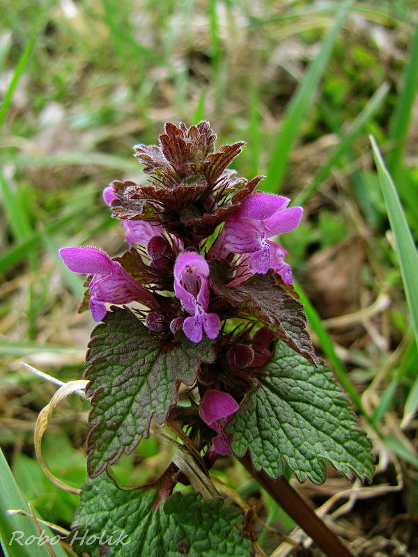 hluchavka purpurová Lamium purpureum L.