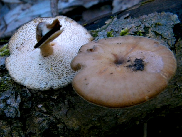 trúdnik zimný Lentinus brumalis (Pers.) Zmitr.