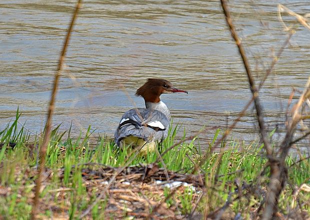 potápač veľký-samica Mergus merganser