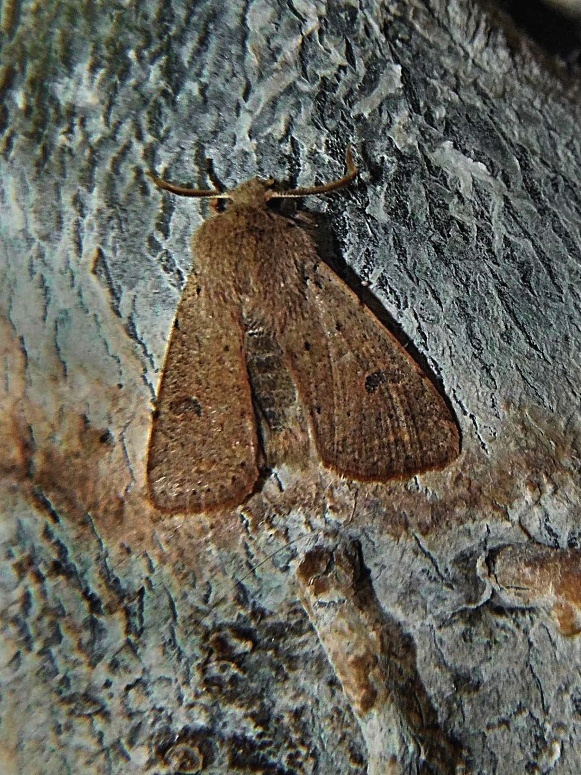 mora dubová Orthosia cruda Denis & Schiffermüller, 1775