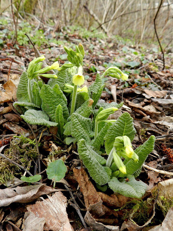 prvosienka vyššia Primula elatior (L.) L.