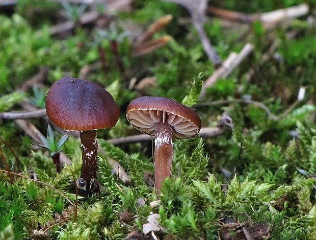 holohlavec tmavý Psilocybe montana (Pers.) P. Kumm.