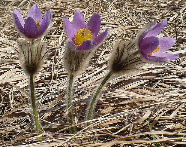 poniklec veľkokvetý Pulsatilla grandis Wender.