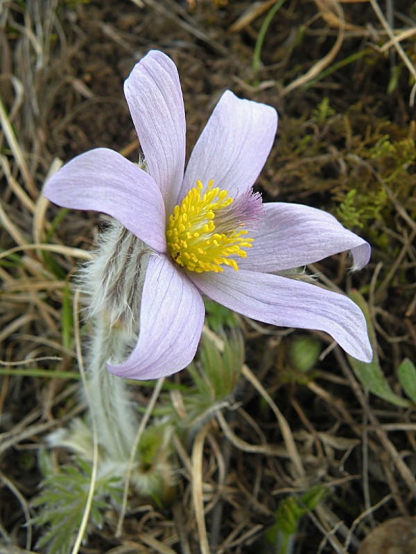 poniklec veľkokvetý Pulsatilla grandis Wender.