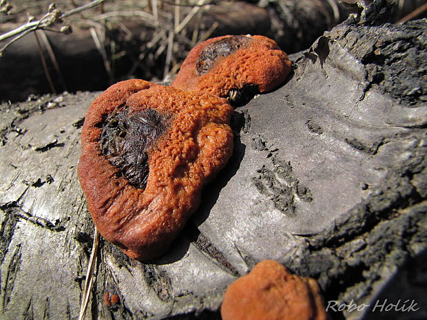 červenica rumelková Pycnoporus cinnabarinus (Jacq.) P. Karst.