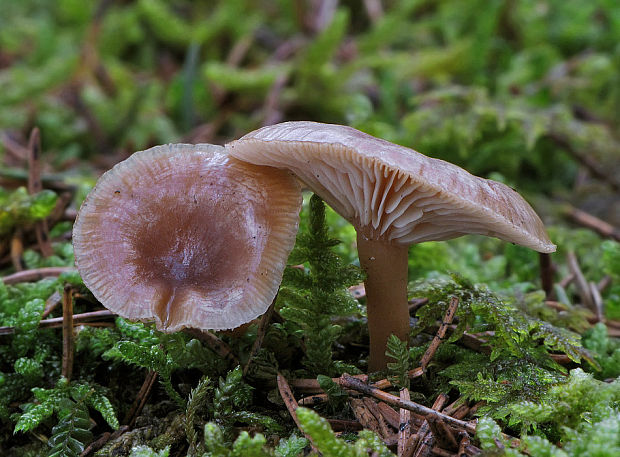 strmuľka srieňová Rhizocybe pruinosa (Lasch) Vizzini, G. Moreno, P. Alvarado & Consiglio