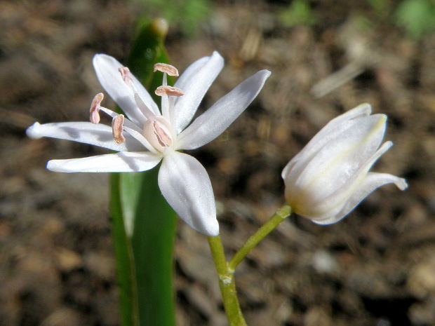 scila viedenská - albín Scilla vindobonensis Speta