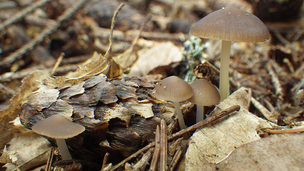 peniazočka smreková Strobilurus esculentus (Wulfen) Singer