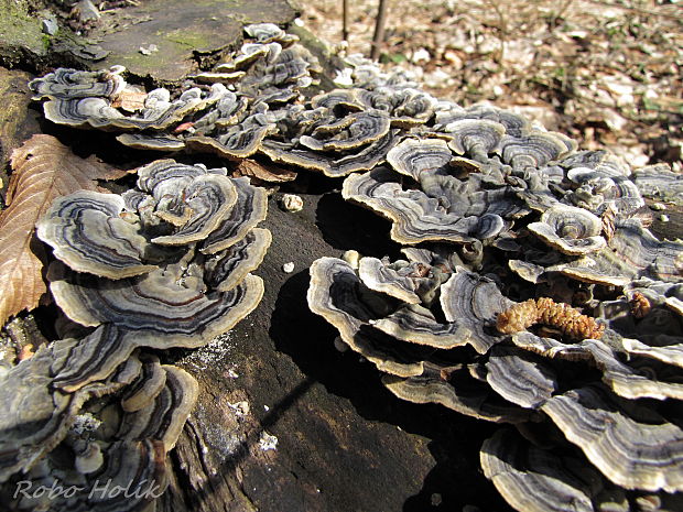 trúdnikovec pestrý Trametes versicolor (L.) Lloyd