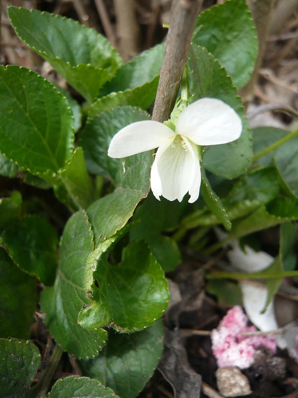 fialka biela Viola alba Besser