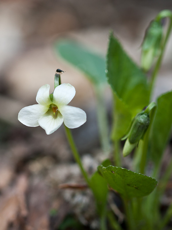 fialka voňavá Viola odorata L.