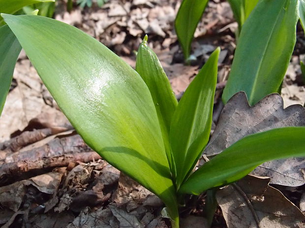 cesnak medvedí Allium ursinum L.