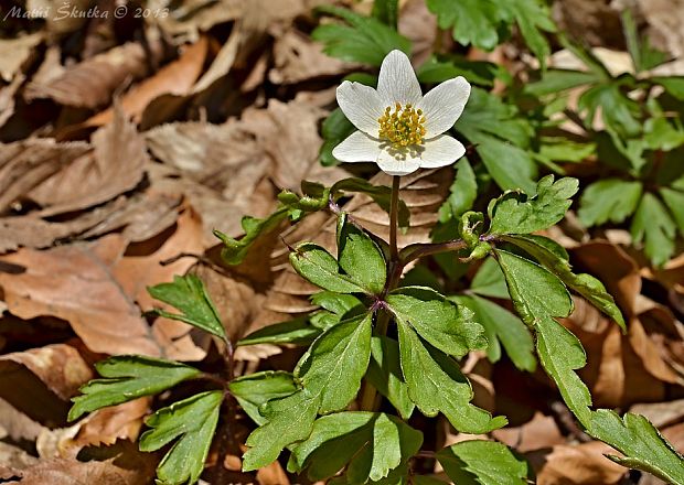 veternica hájna Anemone nemorosa L.