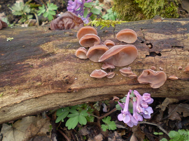 uchovec bazový Auricularia auricula-judae (Bull.) Quél.