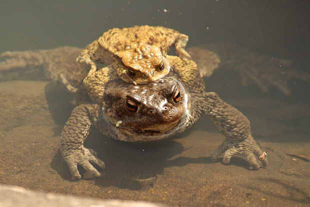 ropucha bradavičnatá Bufo bufo