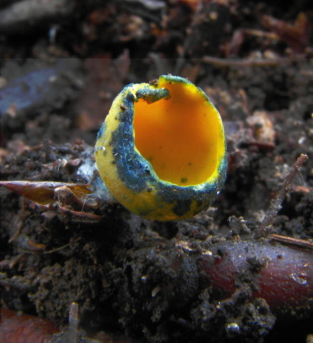 pohárovka ohnivá Caloscypha fulgens (Pers.) Boud.