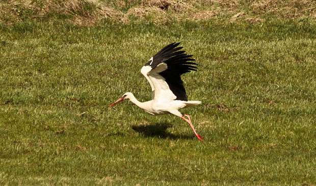 bocian biely Ciconia ciconia