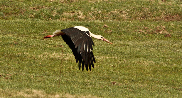 bocian biely Ciconia ciconia