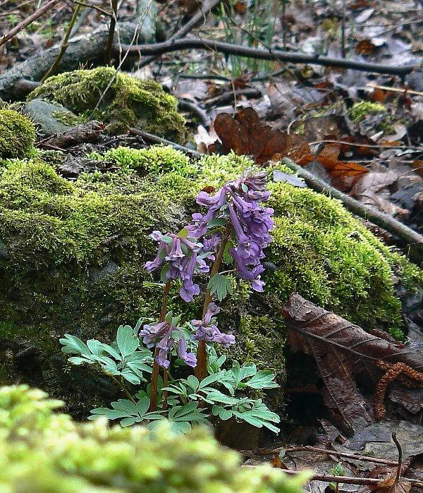 chochlačka plná Corydalis solida (L.) Clairv.