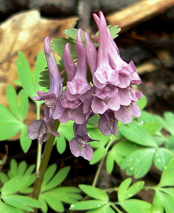 chochlačka plná Corydalis solida (L.) Clairv.