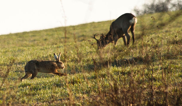 zajac poľný Lepus europaeus