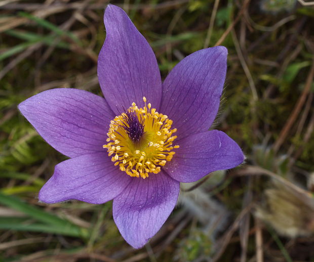 poniklec veľkokvetý Pulsatilla grandis Wender.