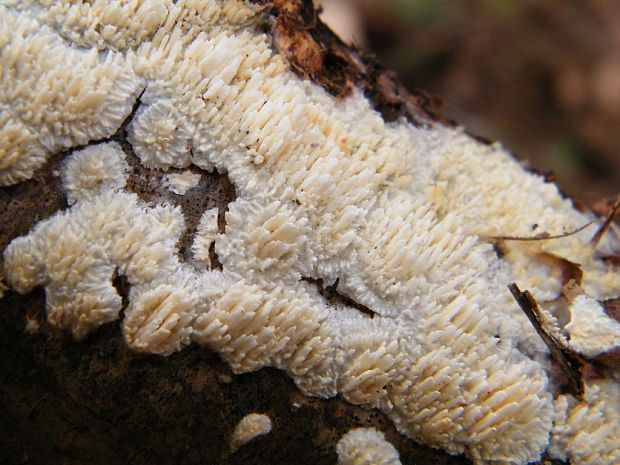 struháčik blanitý Radulomyces molaris (Chaillet ex Fr.) M.P. Christ.