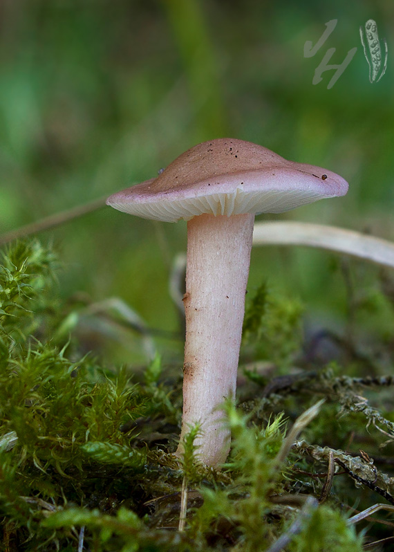 čírovnica broskyňová Rugosomyces persicolor (Fr.) Bon