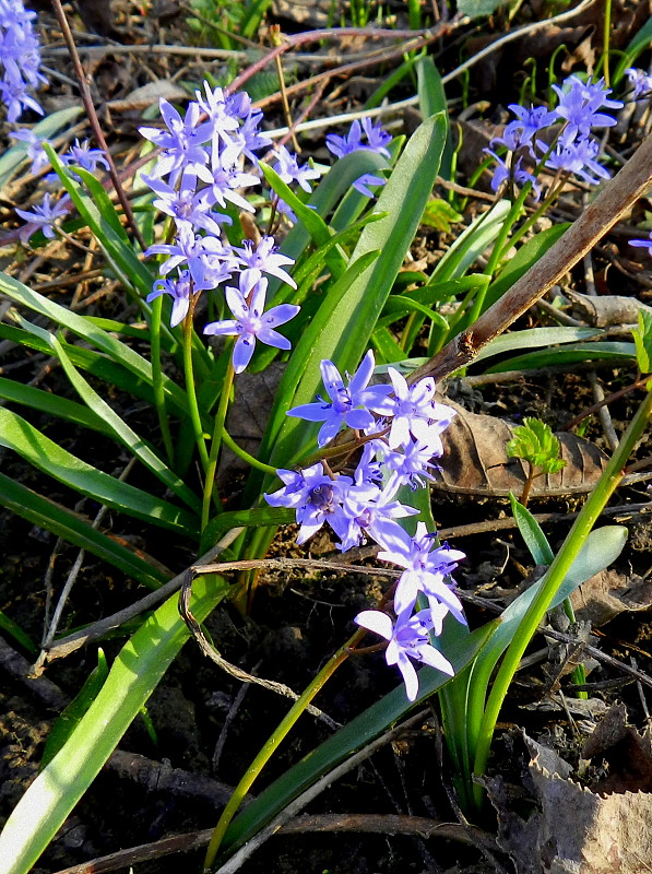 scila karpatská Scilla kladnii Schur