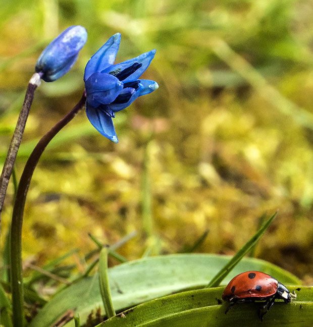 scilla Scilla sp.