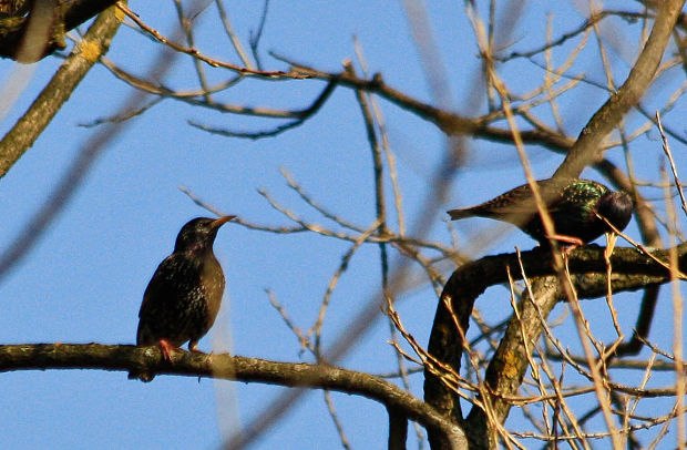 škorec lesklý Sturnus vulgaris