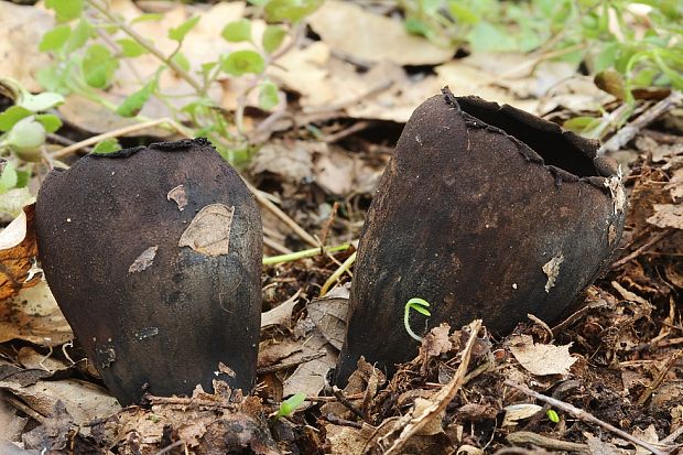 urnička kráterovitá Urnula craterium (Schwein.) Fr.