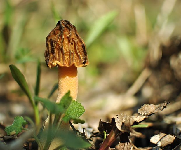 smrčkovec český Verpa bohemica (Krombh.) J. Schröt.