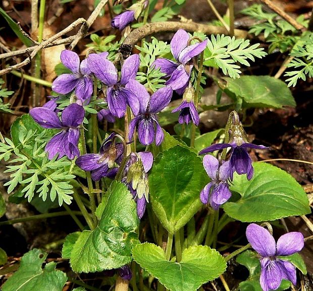 fialka voňavá Viola odorata L.