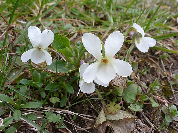 fialka voňavá Viola odorata L.