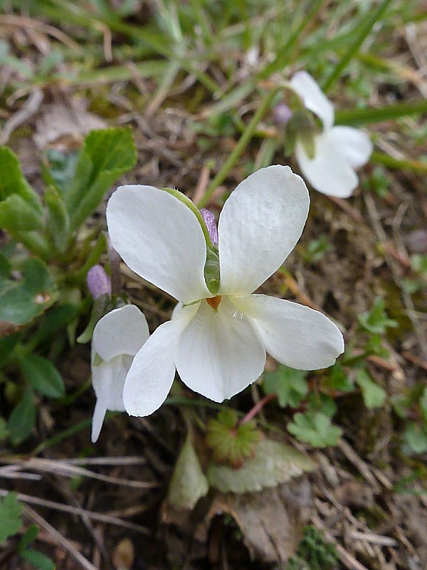 fialka voňavá Viola odorata L.