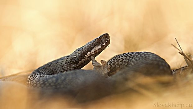 vretenica severná Vipera berus