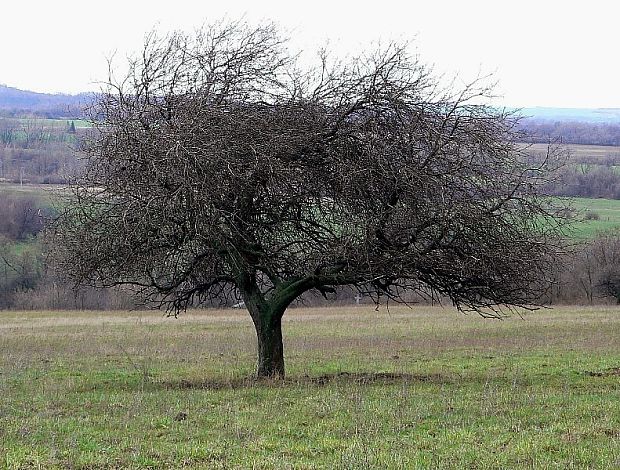 Jabloň