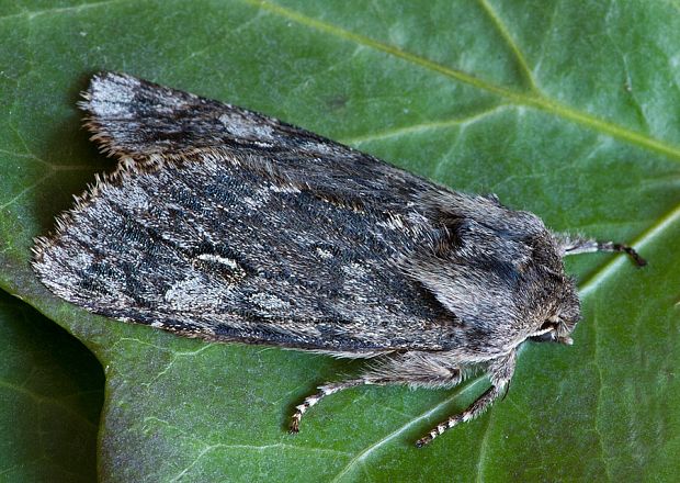 mora marcová Brachionycha nubeculosa